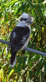 Close-up of bird perching on plant