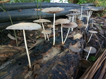 High angle view of mushrooms on field