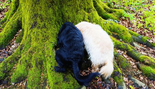 High angle view of dogs on moss covered tree roots