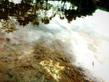 Reflection of trees on lake