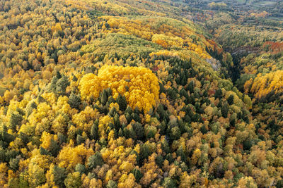 High angle view of trees in forest