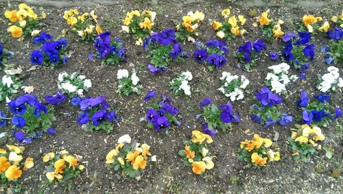 Colorful flowers in field