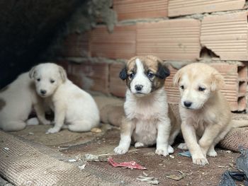 Portrait of two dogs sitting