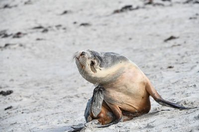 Sea lion on beach