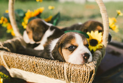 Close-up of dog relaxing in basket