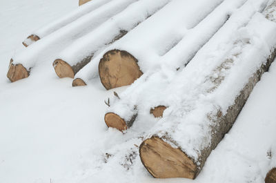 Row of logs lying on a ground covered with fresh thin snow cover