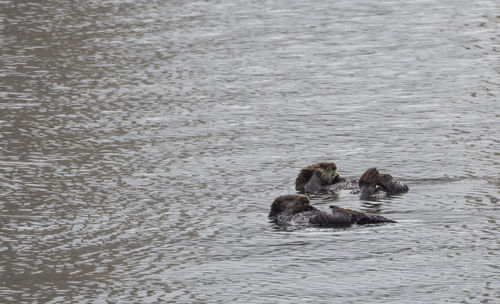 View of ducks swimming in lake