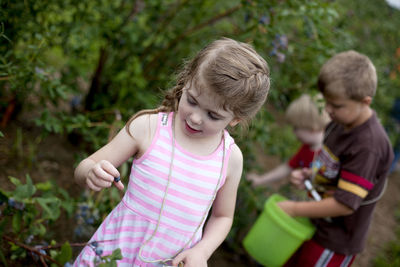 Children picking blueberries