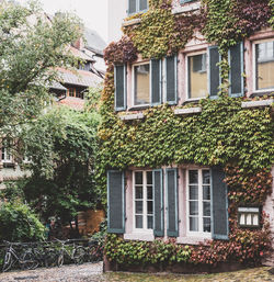 Ivy growing on building