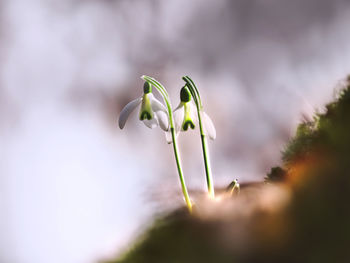 Close-up of flowering plant