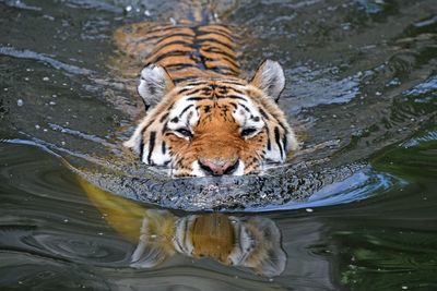 High angle view of tiger swimming in lake