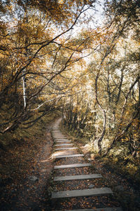 Footpath amidst trees