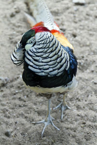 Close-up of parrot perching on wood