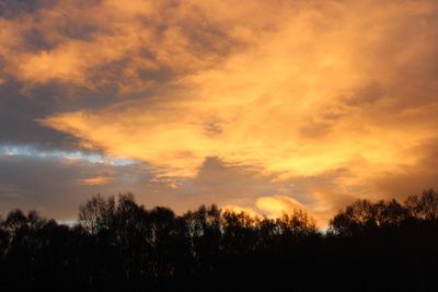 Low angle view of silhouette trees against orange sky