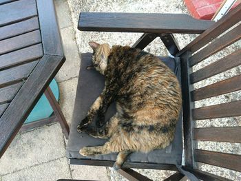 High angle view of tortoiseshell cat sleeping on chair