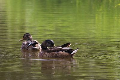 Ducks swimming in lake