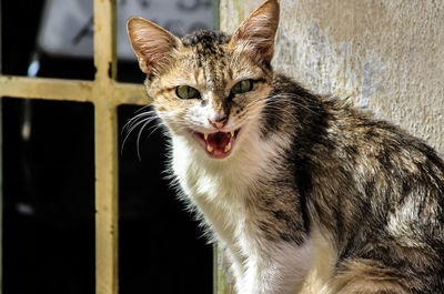 Close-up of cat