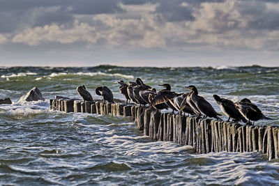 Seagulls perching on wooden post at beach against sky