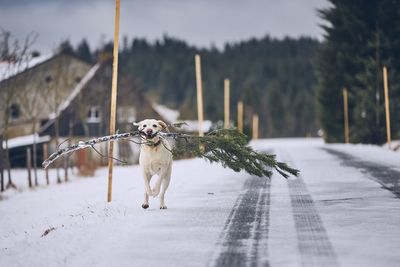 Dog carrying branch while running on snow covered road