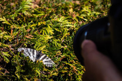 Close-up of hand with leaves