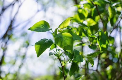 Close-up of leaves