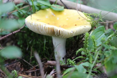 Close-up of mushroom growing on field