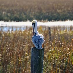 Bird perching on wooden post by lake