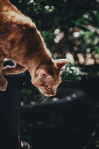 Close-up of cat looking away