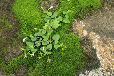 High angle view of plants growing on field