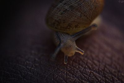 Reverse macro of baby snail