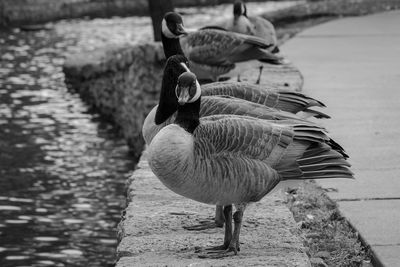 High angle view of geese standing by lake