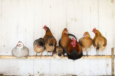 Group of chickens perching on pole in chicken coop