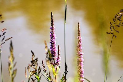 Close-up of purple flowering plants