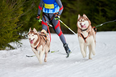 Skijoring dog racing. winter dog sports competition. siberian husky dog pulls skier. active skiing