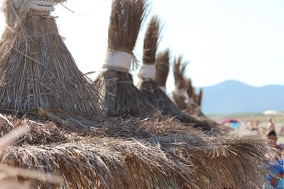 Close-up of hay against clear sky
