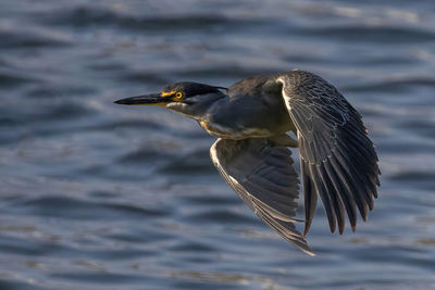 Close-up of straited heron fly over water