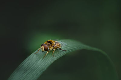 Close-up of insect on leaf