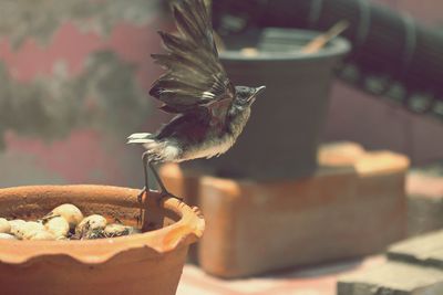 Close-up of bird eating food
