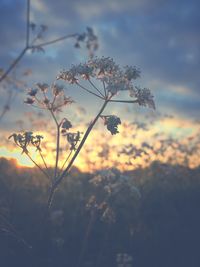 Close-up of plant against sky at sunset