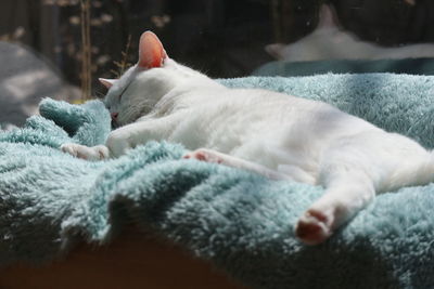 Close-up of cat sleeping