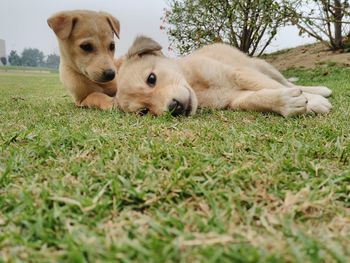Close-up of puppy on field
