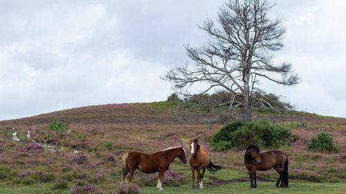 Horses grazing on field