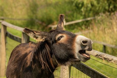 Close-up of donkey screaming 