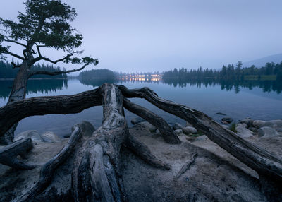 Hazy dusk alpine lake with big tree roots in foreground, jasper np, canada