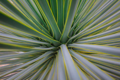 Full frame shot of succulent plant