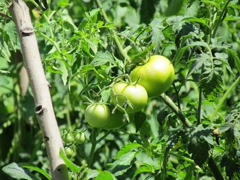 Close-up of fruits growing on tree