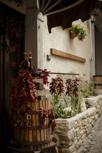 Potted plant against wall