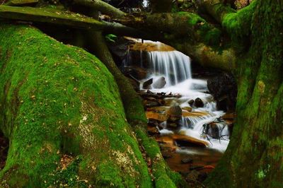 Stream flowing through rocks in forest