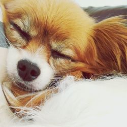 Close-up of dog sleeping