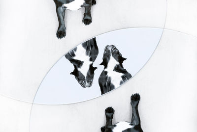 Digital composite image of dog reflecting on mirror